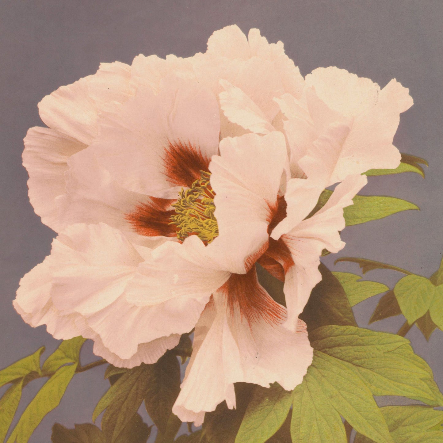 Ogawa Kazumasa - Paeonia arborea - gerahmter Druck