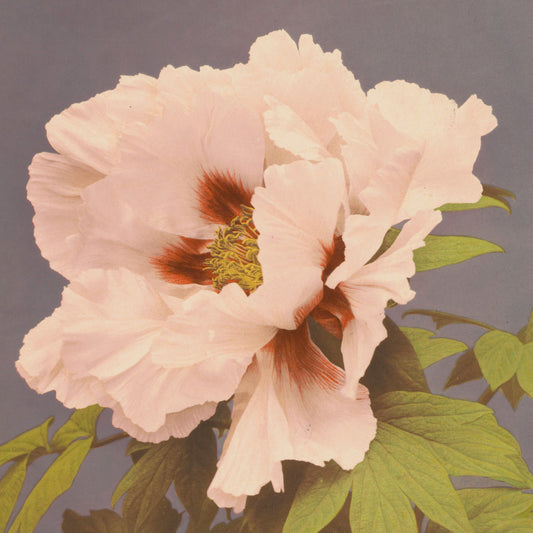 Ogawa Kazumasa - Paeonia arborea - gerahmter Druck