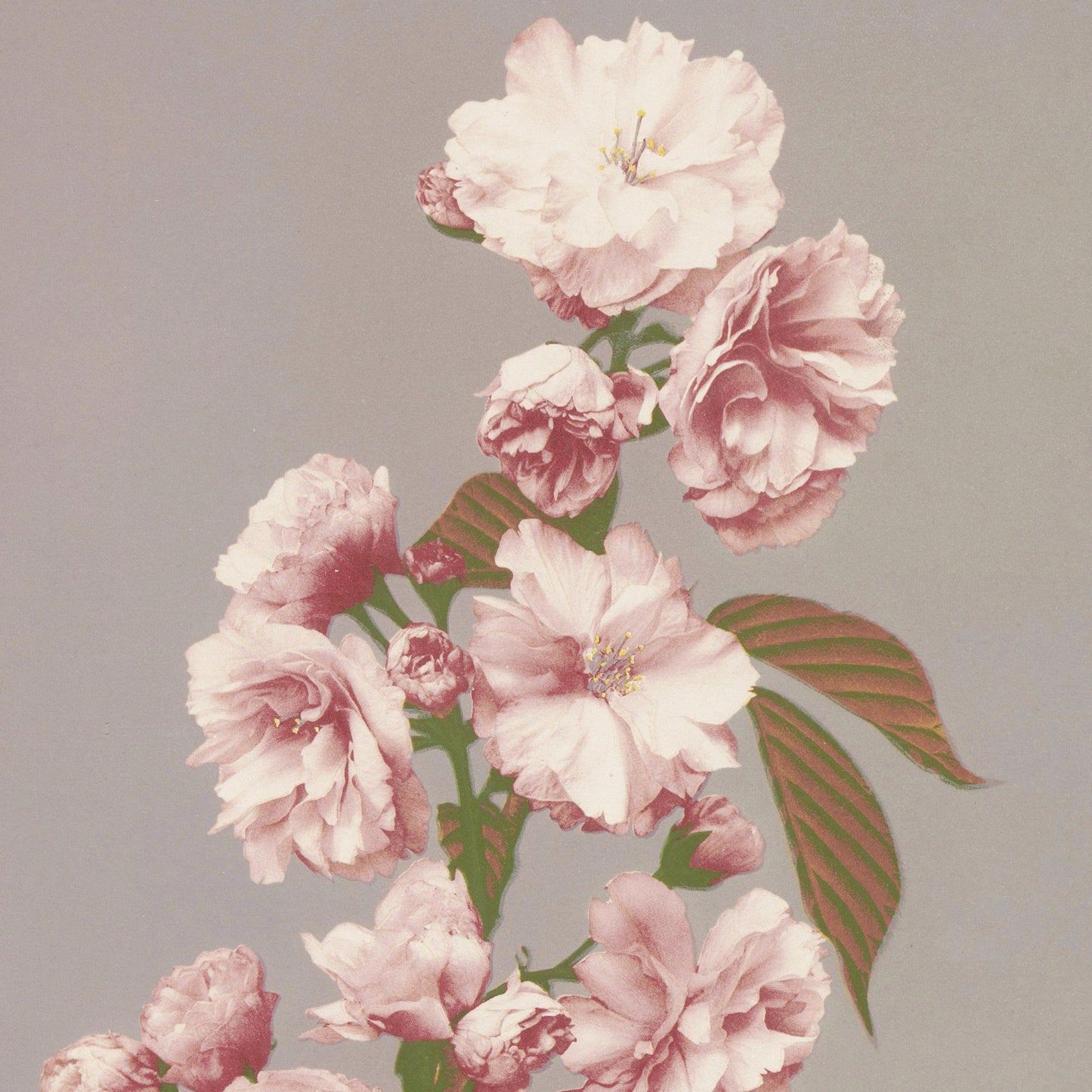 Ogawa Kazumasa - Cherry Blossom - gerahmter Druck