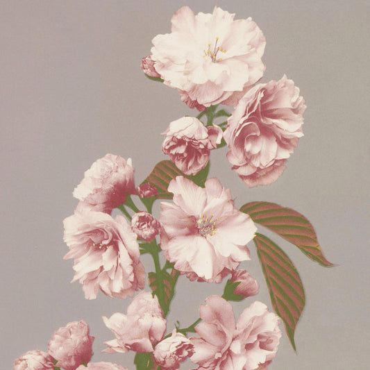 Ogawa Kazumasa - Cherry Blossom - gerahmter Druck