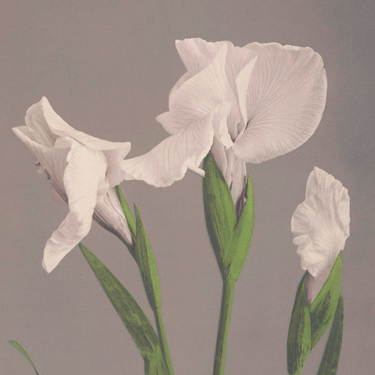 Ogawa Kazumasa - White Irises - gerahmter Druck