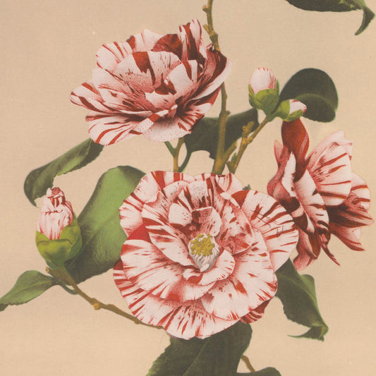 Ogawa Kazumasa - Striped Camellia - gerahmter Druck