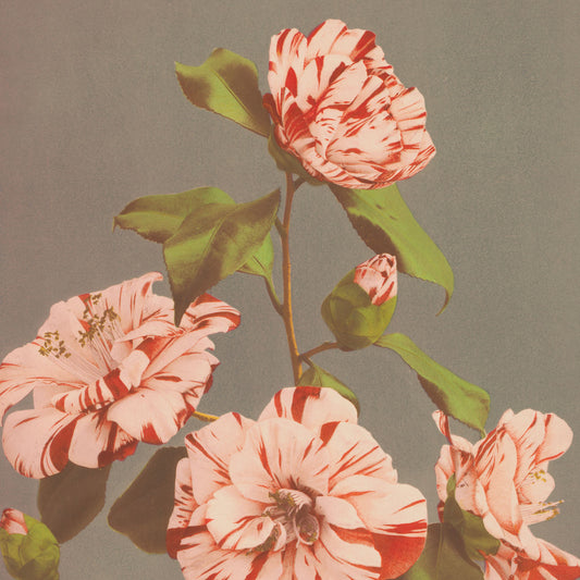 Ogawa Kazumasa - Japanese Camellia - gerahmter Druck