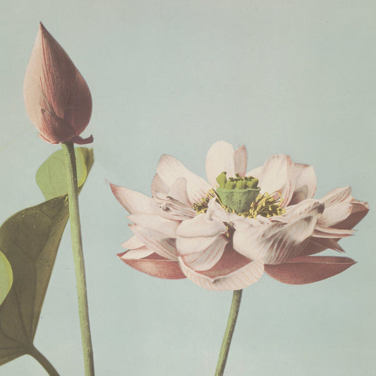 Ogawa Kazumasa - Nelumbo - gerahmter Druck