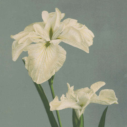 Ogawa Kazumasa - Iris laevigata - gerahmter Druck