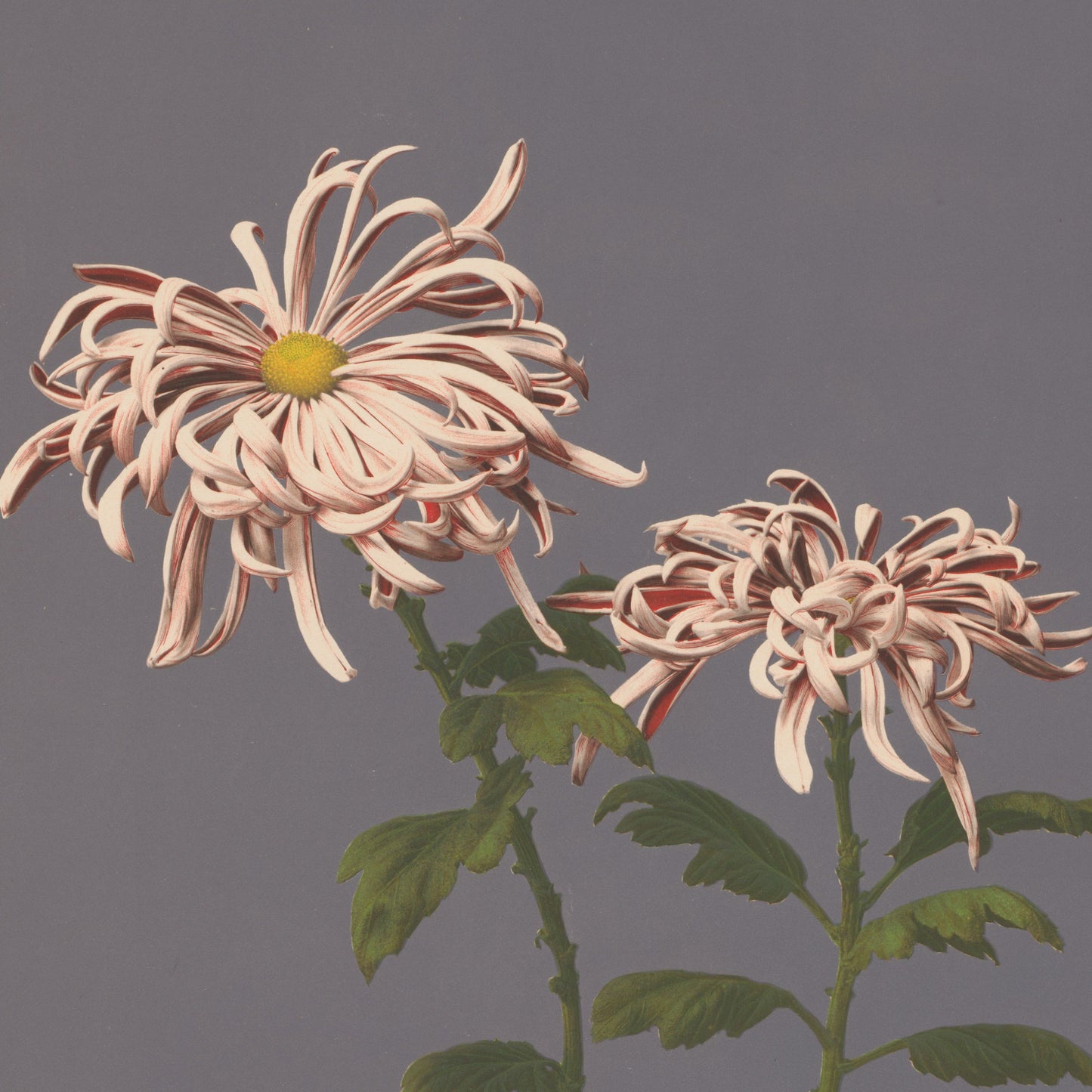 Ogawa Kazumasa - Chrysanthemum - gerahmter Druck
