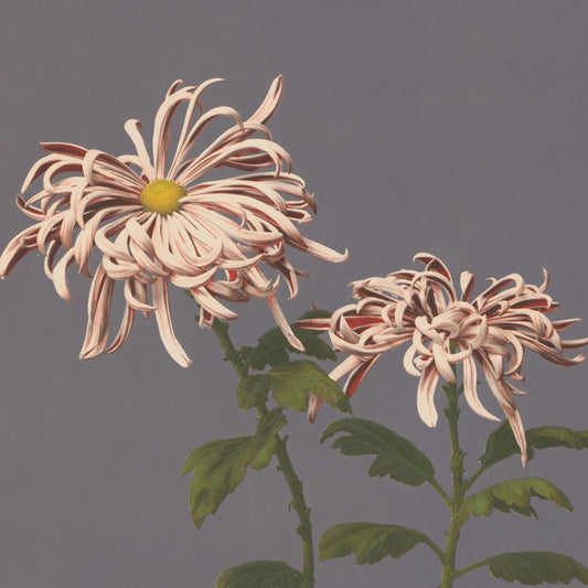 Ogawa Kazumasa - Lilium speciosum - gerahmter Druck