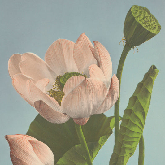 Ogawa Kazumasa - Nelumbo nucifera - gerahmter Druck